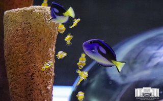 В Ташкенте открылся первый в Центральной Азии океанариум Magic Aquarium