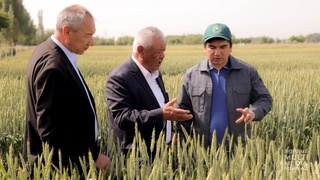 Уруғлик ғалла апробациясига бағишланган ўқув-сeминар ташкил этилди