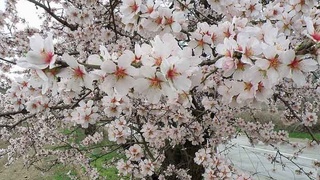 Hafta davomida qanday ob-havo boʻlishi maʼlum boʻldi