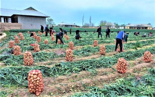 Сурхондарёда пиёз экспорти бошланди