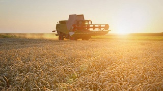 В Навоийской области началась жатва зерновых культур