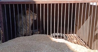 In the Khorezm region, a resident illegally kept a young lion at his home