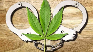 Taqiqlangan ekinlar yetishtirish uchun javobgarlik masalalari