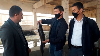 Jizzax viloyatida baliqchilik tarmogʻini rivojlantirishda barcha imkoniyatlar yetarli(mi?)