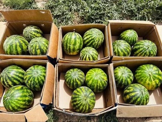 Watermelon exports have begun in Kashkadarya: three thousand tons of products have been sent to foreign markets