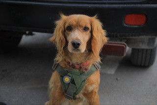 Bojxona postlarida xizmat qilayotgan “toʻrt oyoqli yordamchilar” maxsus nishon bilan taqdirlandi