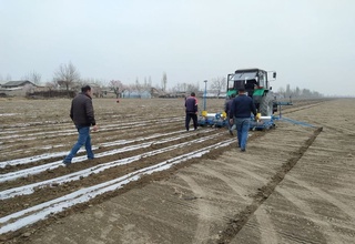 Андижонда чигит экиш бошланди