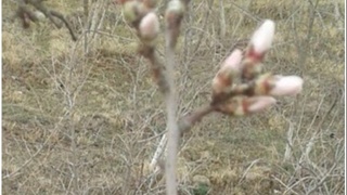 Surxondaryoda bodom daraxti gulladi