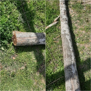 Жорий йилнинг ўтган даврида дарахтларнинг ноқонуний кесилиши билан боғлиқ 2 427 та ҳуқуқбузарлик қайд этилган - Бош прокуратура