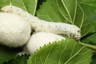 Oʻzbekistonda 10 oyda 22,8 ming tonna pilla yetishtirilgan