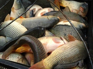 Ең көп балық Хорезм ўәлаятында аўланған