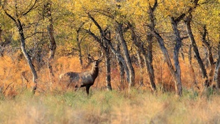 Проект по развитию экотуризма в Республике Каракалпакстан заняло свое место среди «100 идей для Узбекистана»