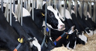 Qoraqalpog'istonda chorvachilik uchun auktsionsiz er berilishi mumkin