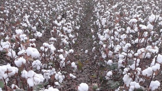 Бу йил қарийб 140 минг тонна уруғлик пахта жамғарилади