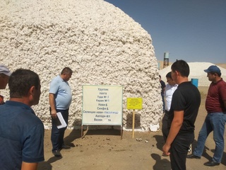 Пахта қабул қилиш масканлари мавсумга тайёрми?