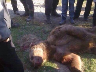 Зоминда айиқ икки инсоннинг умрига зомин бўлгани ростми?