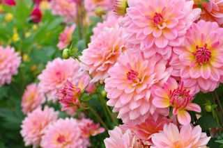 Ученые обнаружили цветок, снижающий уровень сахара в крови