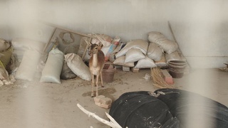 Сурхондарёдаги хонадонлардан бирида ноёб турдаги кийик топилди