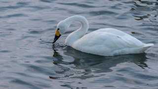 Топилган Оқ қуш қўйиб юборилди