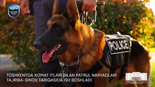 Хызмет ийтлери Ташкент, Нөкис қалалары ҳәм ўәлаят орайларының жәмийетлик орынларында патруль хызметине киристи