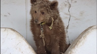 Ноёб қўнғир айиқнинг боласи сақлаб қолинди