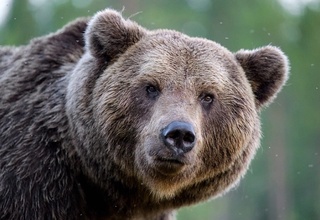 Yaponiyada ayiq hujumi oqibatida bir kishi halok bo'ldi va uch kishi jarohat oldi