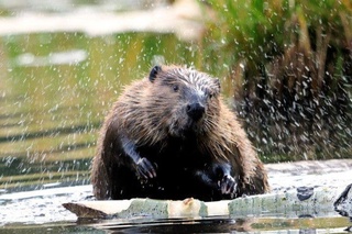 COVID-19 билан касалланган 17 миллион қундуз ҳукумат томонидан ўлдирилмоқда