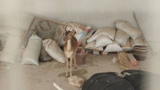 Редкий вид оленя был обнаружен в одном из домов Сурхандарьинской области