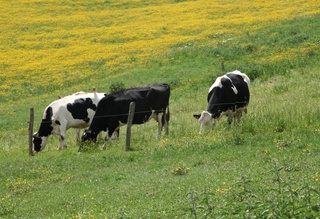 Ўтган йил Ўзбекистонда қанча гўшт (тирик вазнда) етиштирилгани маълум қилинди