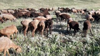 Оҳангаронга хориждан наслли қўйлар келтирилмоқда