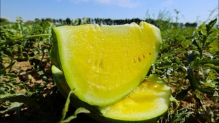 Uzbek farmers grow watermelons with mango, lemon and pineapple flavors