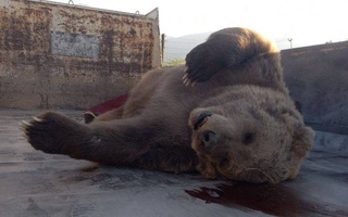 The Tien Shan brown bear died after falling from a cliff in the mountains of Bostanlyk