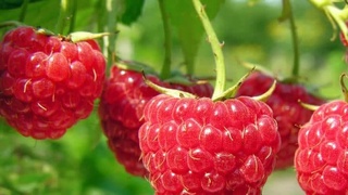 Қашқадарёда 10 гектар майдонда малина етиштириш йўлга қўйилмоқда