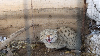 Қашқадарёда ёввойи дала мушуги фуқаронинг паррандаларини нобуд қилди