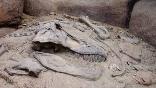 В Узбекистане обнаружены останки «царя динозавров»