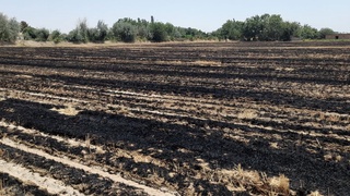 Ғалладан бўшаган ер майдонларни ёқиб юборганлар жавобгарликка тортилди