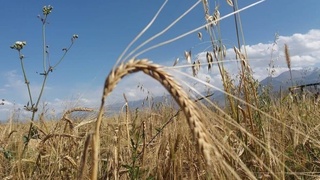 Узбекистан по опыту Японии будет выращивать солеустойчивые виды яровой пшеницы в Приаралье