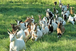 Яна бир чорвачилик йўналиши учун субсидия ажратилади