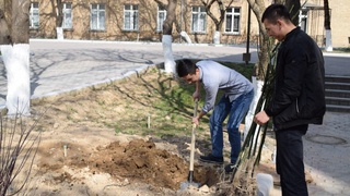 Тошкент шаҳрида 30 миллиард сўмлик дарахт экилади