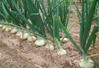 Ҳавонинг кескин совиб кетиши туфайли Ўзбекистон, Қозоғистон ва Тожикистонда пиёз ҳосилига зарар етиши мумкин