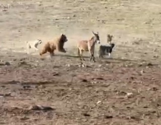 Samarqandda 3 ta ayiq aholining qoʻy mollariga hujum qildi