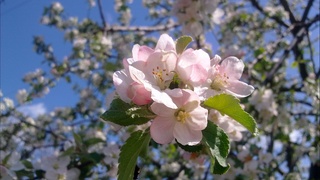 «Ўзгидромет» бугунги кутилаётган об-ҳаво ҳақида маълум қилди