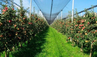 Интенсив боғлар баракаси