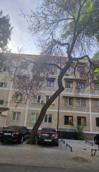 Тошкент шаҳрида бир неча туп чинор дарахти кесиб ташланди