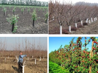 Ўтган 2020 йил давомида хориждан жами 12,8 миллион дона кўчат импорт қилинган