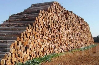 Ўзбекистон 350,1 миллион АҚШ долларига тенг бўлган ёғоч ва ёғоч маҳсулотларини импорт қилган