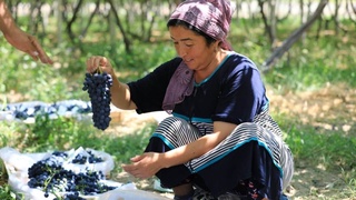 Жеті  құрлыққа экспорт талап болған Алтыарық жүзімдері