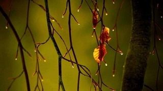 Ҳаво ўзгариб туради, бироз ёмғир ёғиши мумкин — Ўзгидромет