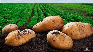 Har yilgidan kamida 10 foizga koʻp maydonga kartoshka ekilishi uchun urugʻlik zaxirasi yaratiladi