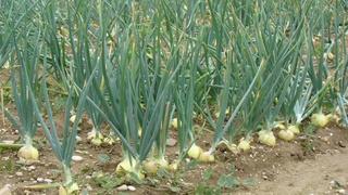 Сурхондарёда пиёз етиштирган фермерлар зарар кўрадими?